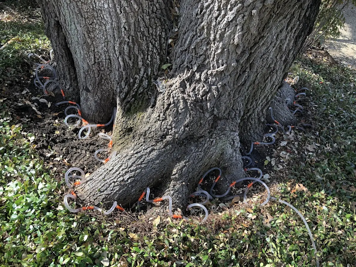 Detailed Tree Cabling and Bracing job site in Clarence
