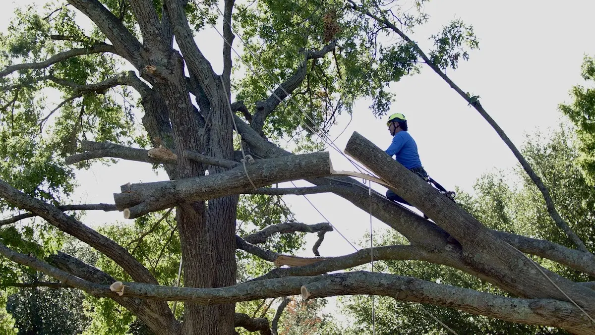 Professional Hazardous Tree Removal performed by certified arborists in Clarence